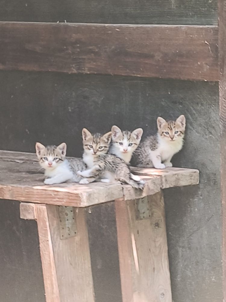 Pui de pisicuta 2 luni