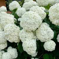 Hortensia Annabelle