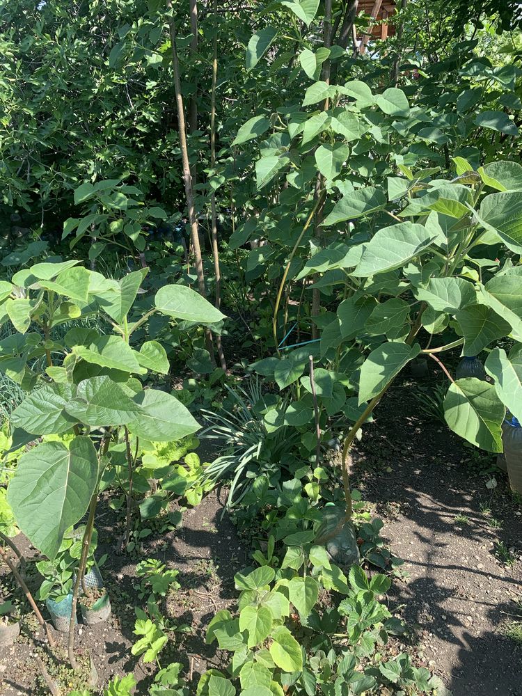 Vand Paulownia tomentosa