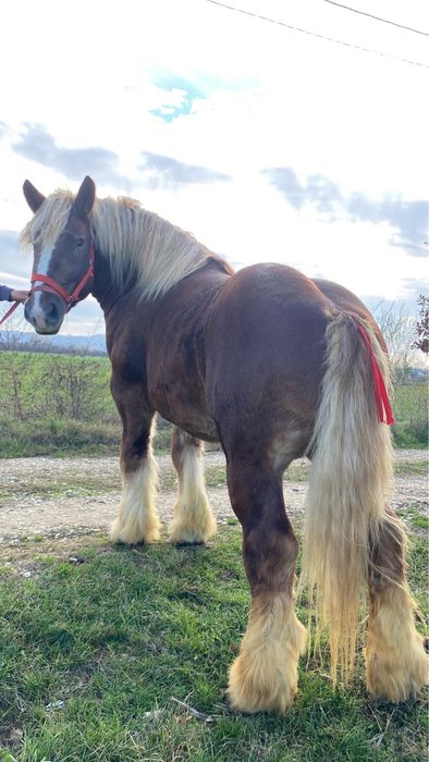 Armasar Ardenez De Monta !