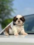 Pui shih-tzu talie mica