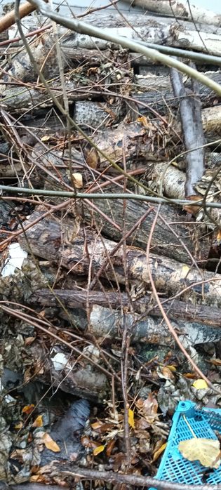 Vând urgent. Lemne .