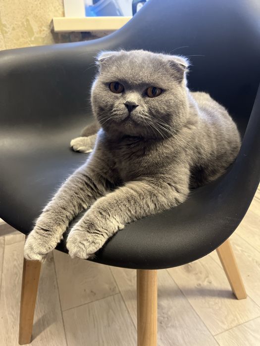 Отдам кота шотландский вислоухий, кастрирован, паспорт и прививки есть