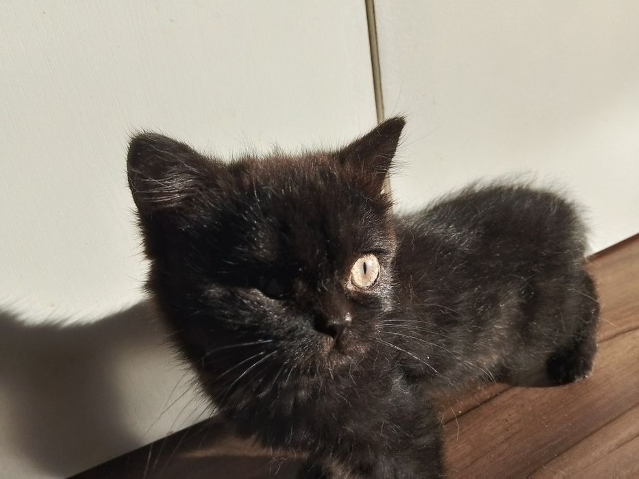 Отдам девочку британку чёрного окраса.