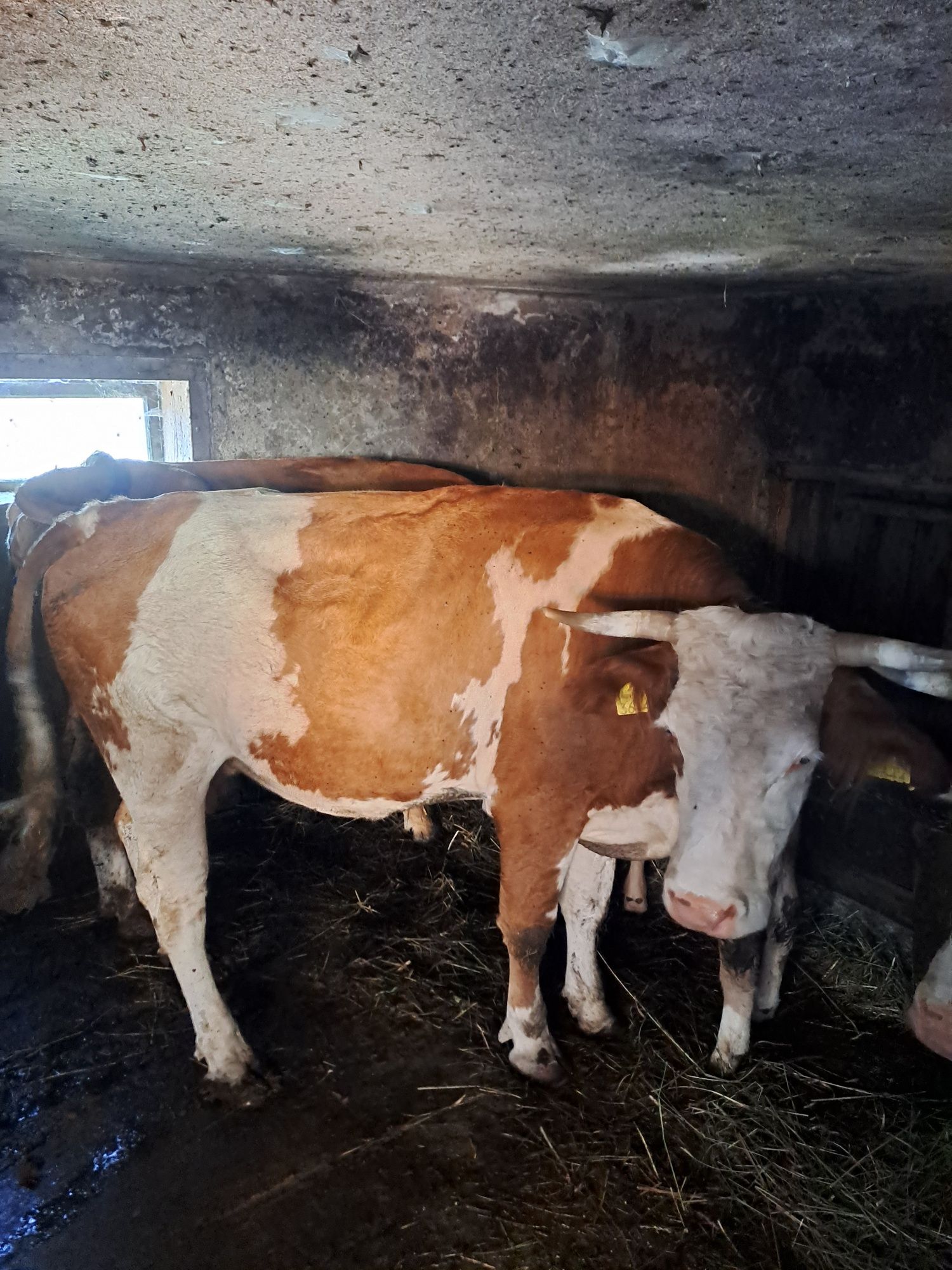 vând vaca bălțată