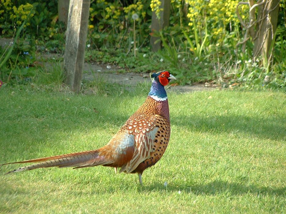 Qirgʻovul Kavkaz Fazanlari