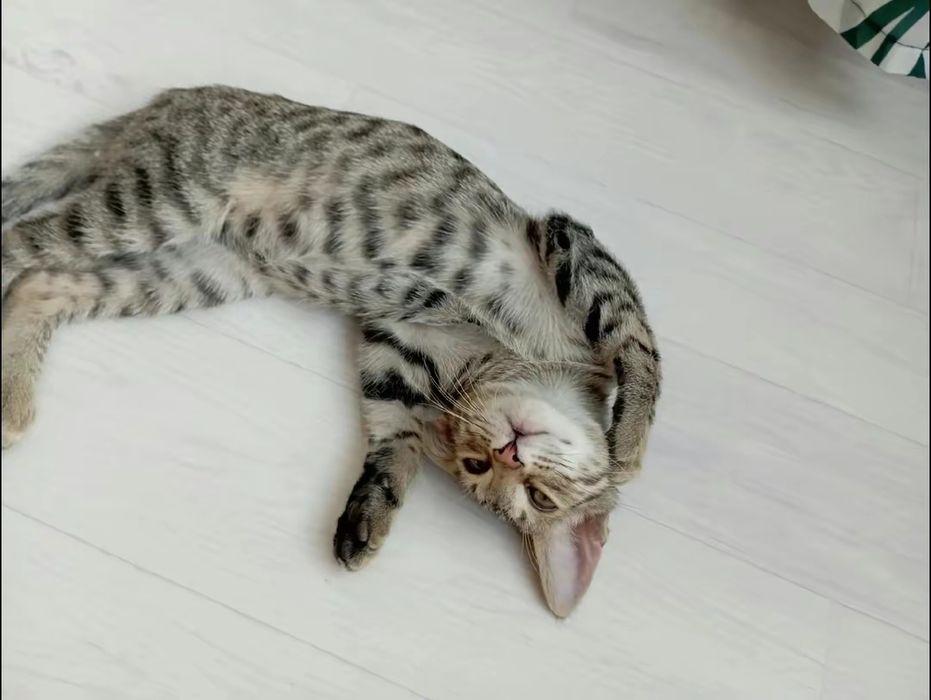 Продам Бенгальская котёнок