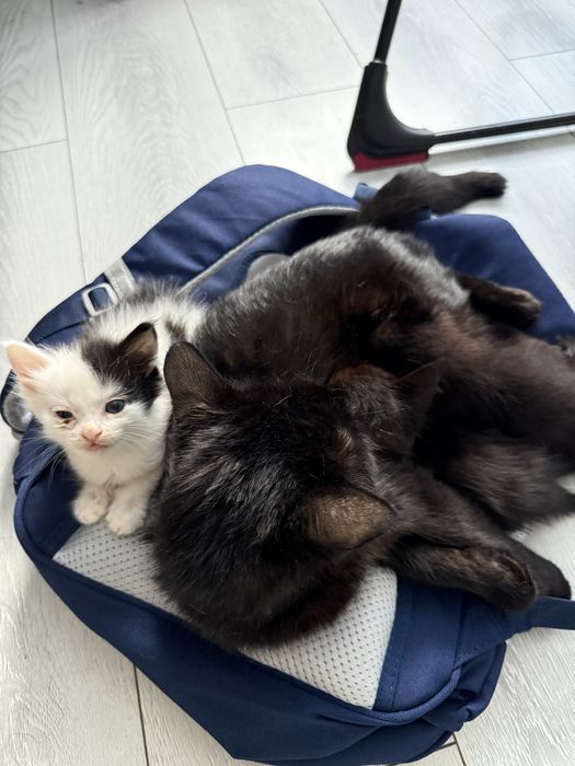 Отдам котят в добрые руки , кушают , приучены к лотку