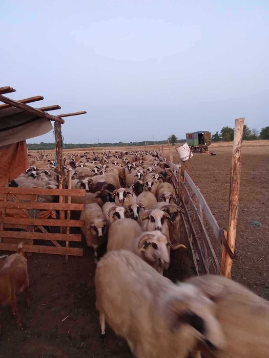 Oi si capre reforme de vânzare