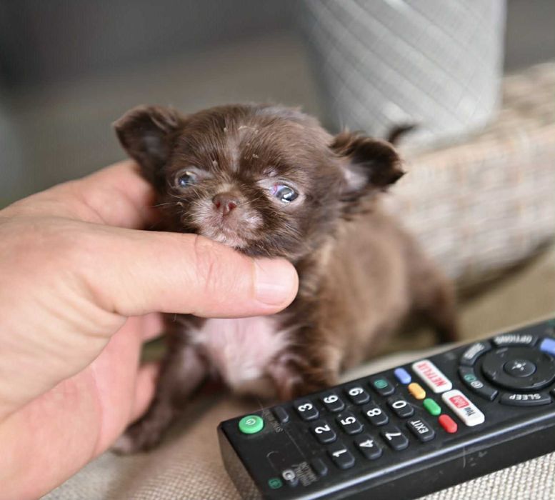 Женско миниатюрно чихуахуа дългокосместо шоколадово