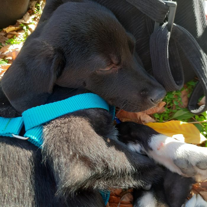 Cateluș spre adopție