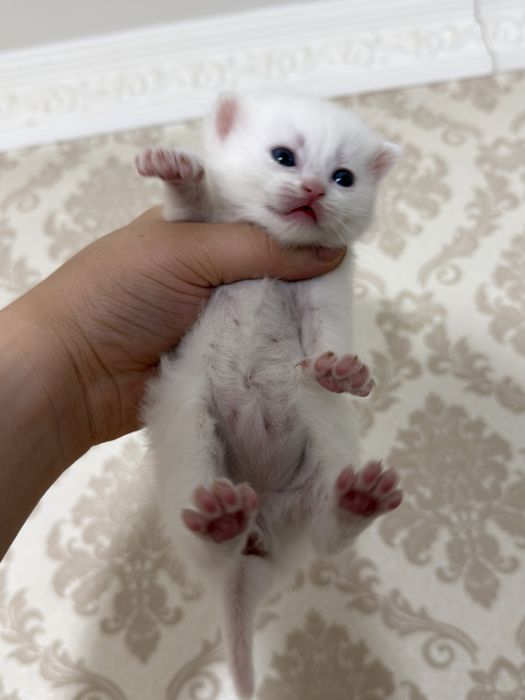 Mushuk skotish fold strayt sotladi