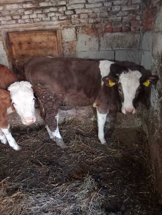 Vând vițele bălțate