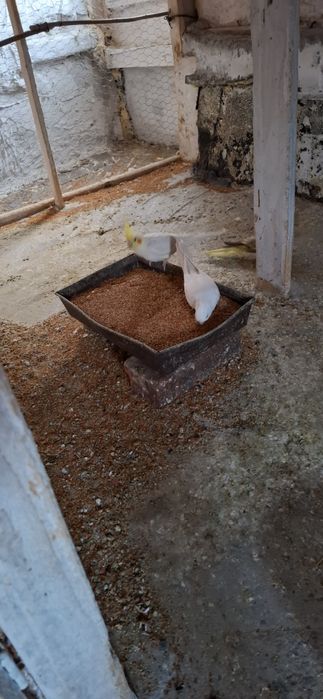 Vând papagali nimfa