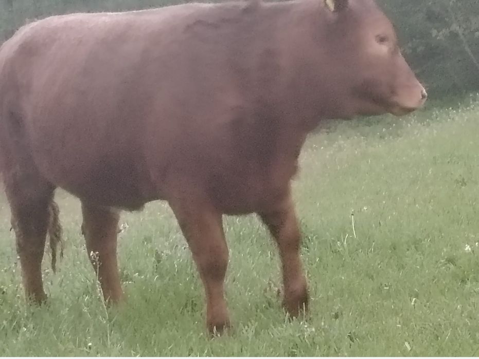Vand juninca angus