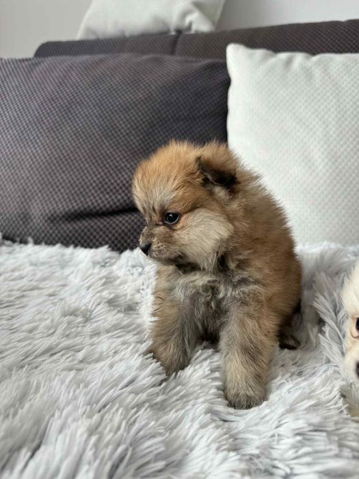 Pui spitz pomeranian superbi