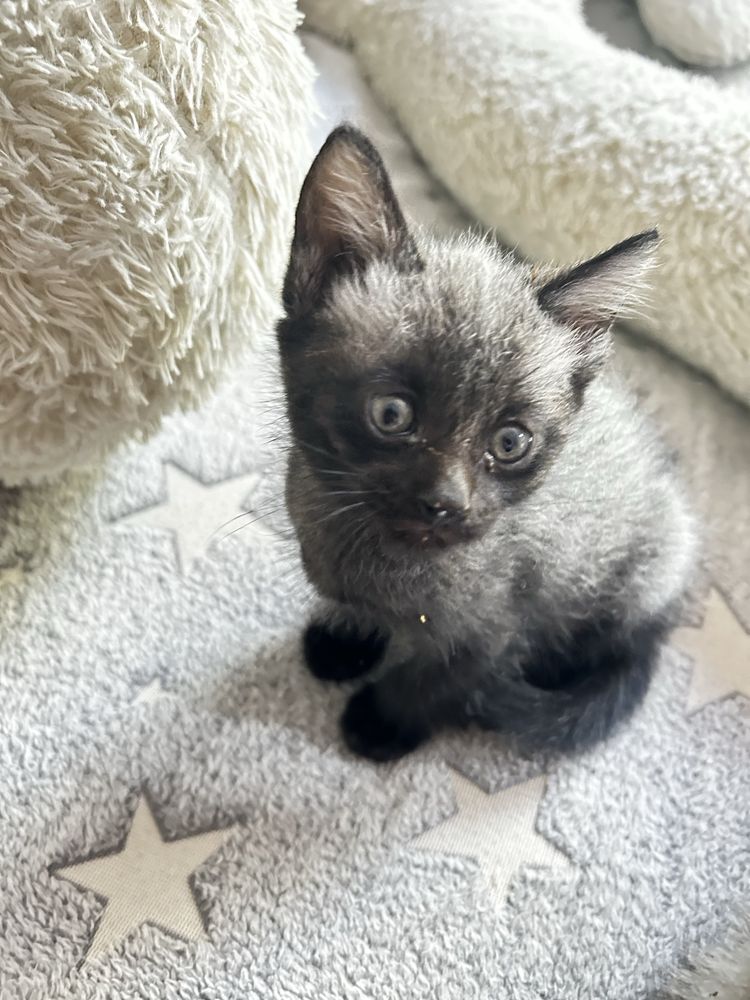 Отдам котят крымоловов
