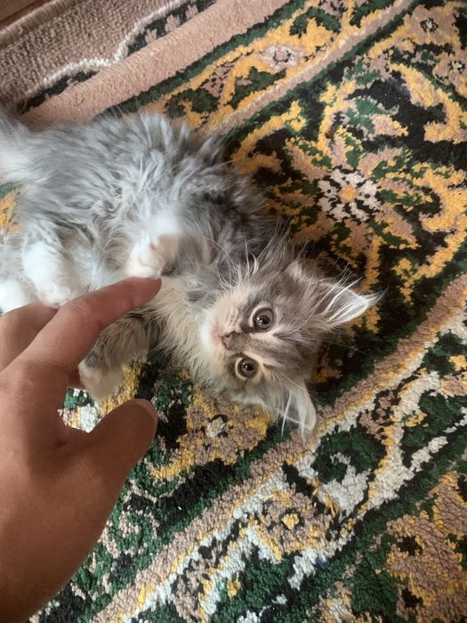 Продаётся кот, договоримся .