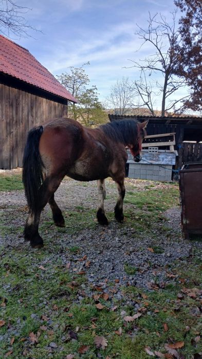 Vând mânz de un an și 4 luni