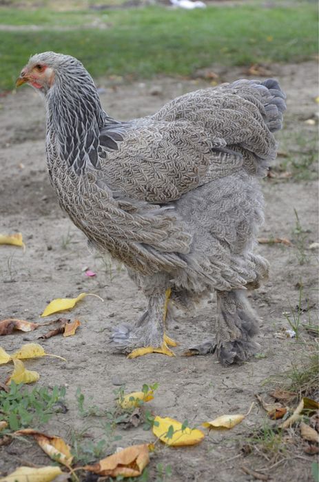 Doua gaini brahma silver orange bso