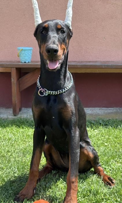 Cățeluș Doberman
