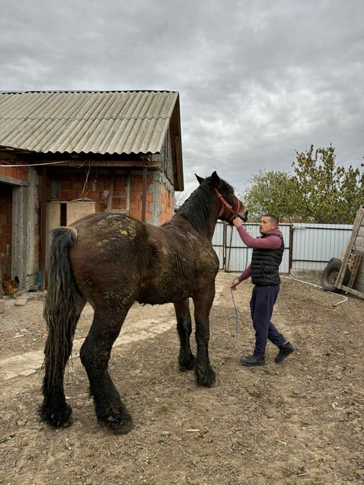 Vând sau schimb cal