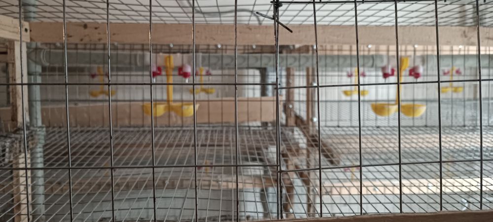 Продаются клетки
