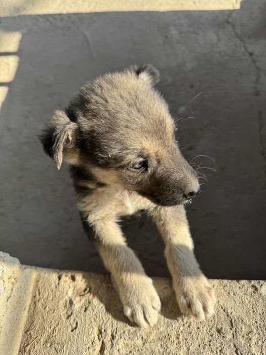 Отдам даром щенка, кобель