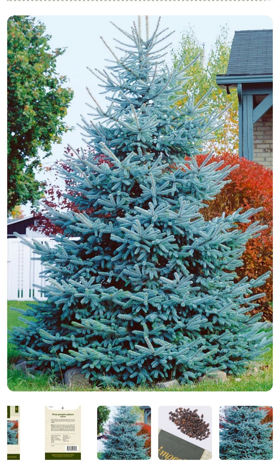 Голубая Ель / Hoopsii / Colorado BLUE SPRUCE Picea Pungens Glauca USA