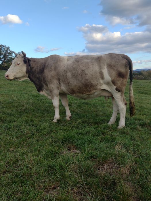 Vând vacă, cuminte crescută de noi!!!