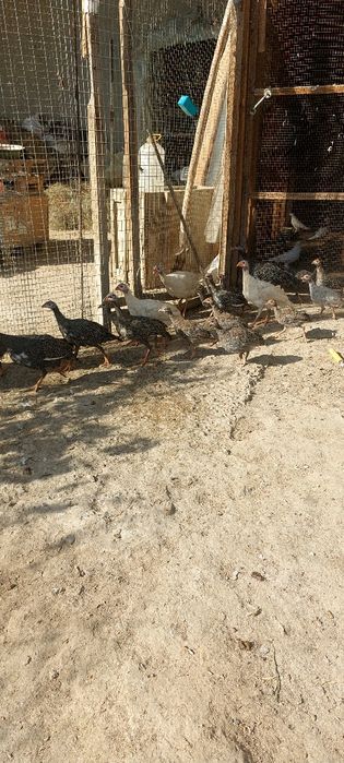 Брама ва сесарка жужалари сотилади