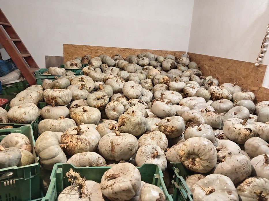 Dovleac gustos de vânzare