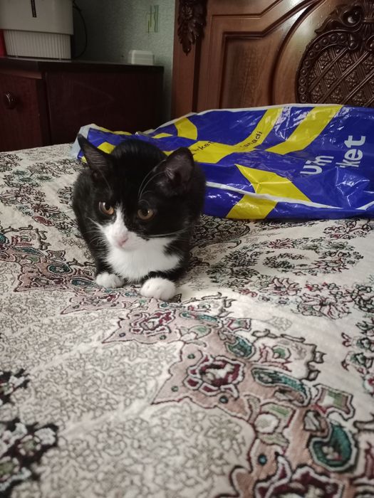 Котенок-девочка,3месяца