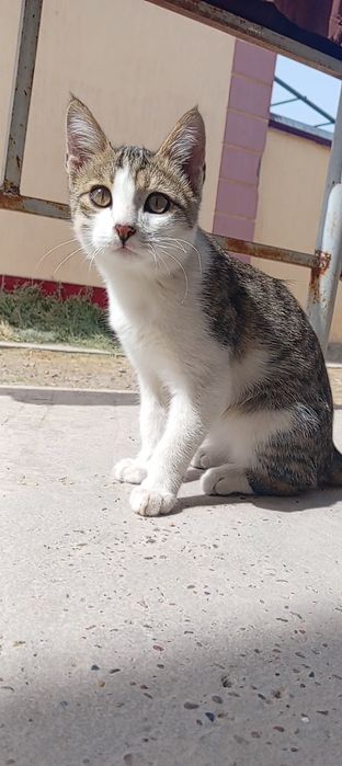 Котенок в добрые руки