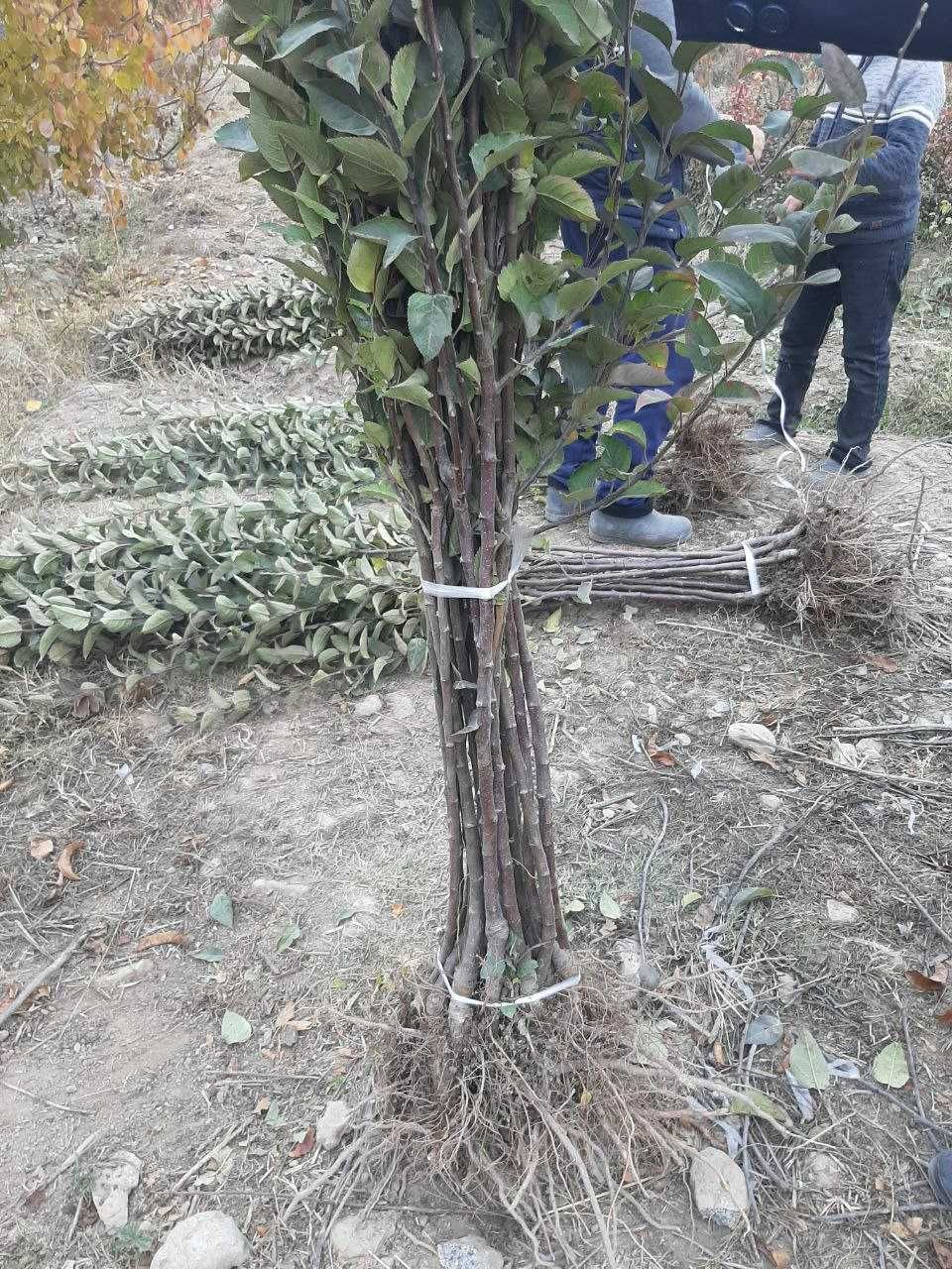 Mevali daraxt ko'chatlari Olma Gilos Uzum Nok Shaftoli O'rik