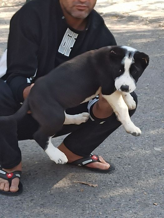 Шеночки алабаев чистокровные