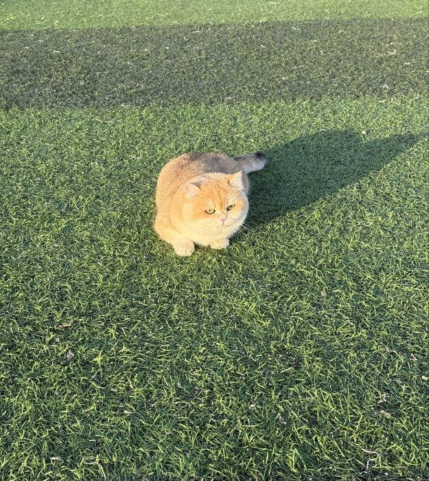 Вяскага залотой шиншила N12 радсловни бор тоза насл