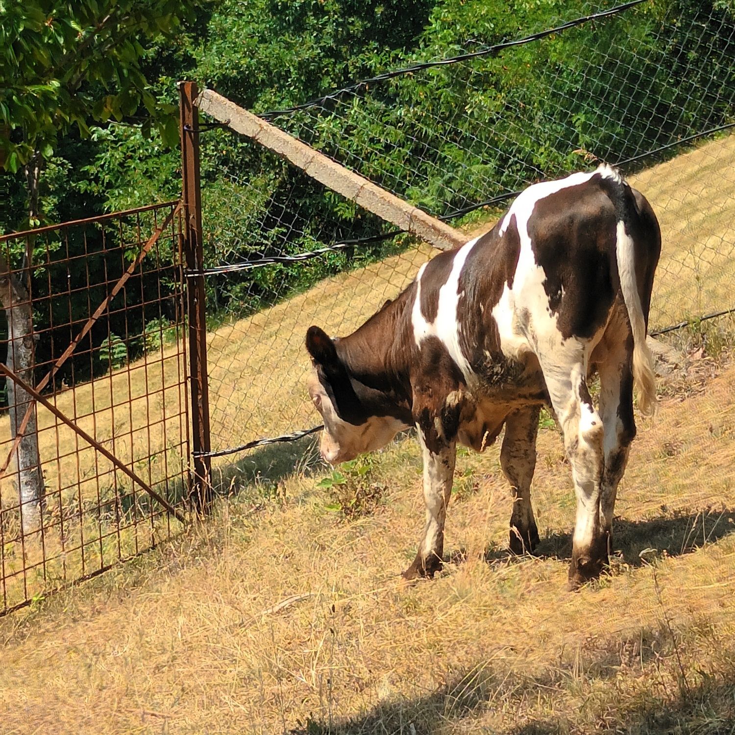 Vând vițel  3 luni
