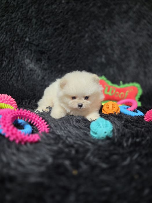 Pomeranian fetita tip boo