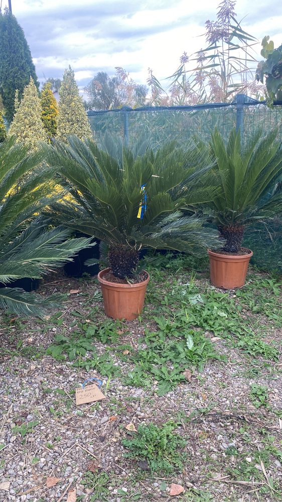 Cycas revolut palmier fortunei
