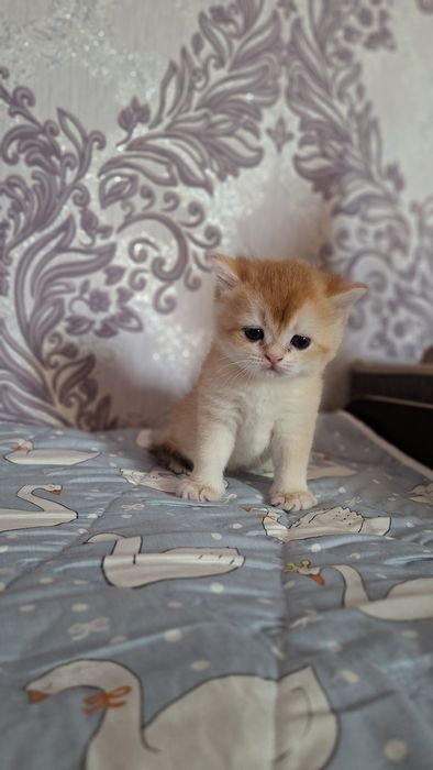 Shinshilla Шиншилла