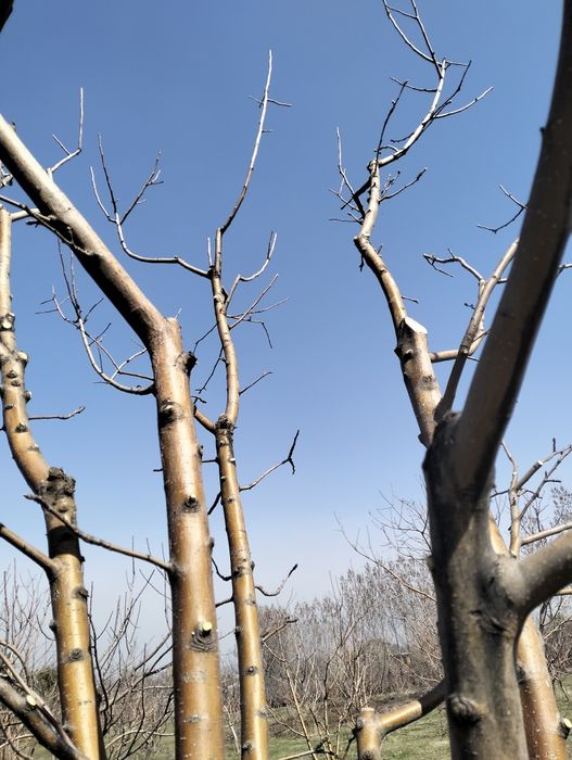 Качественная Обрезка Плодовых Деревьев