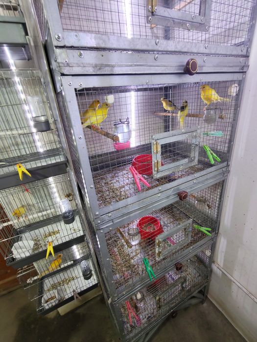 Канарейки самки самцы