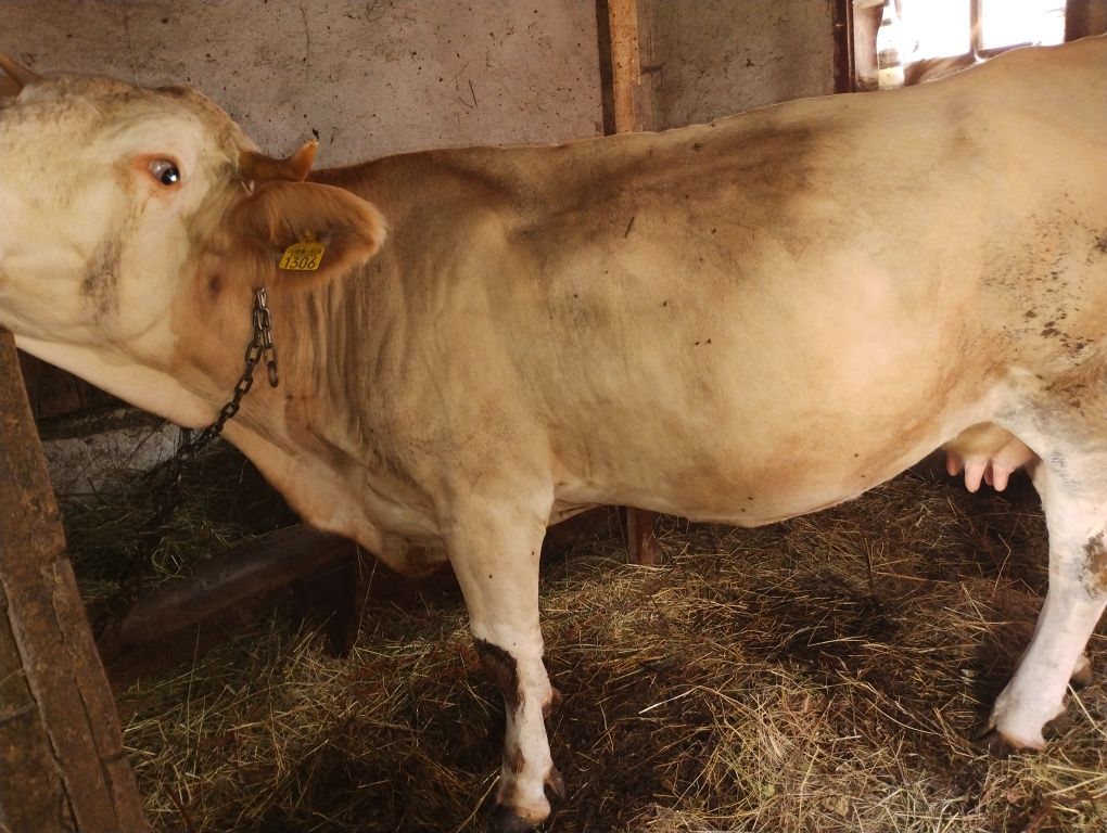 Vaca de vinzare, montata de doua luni