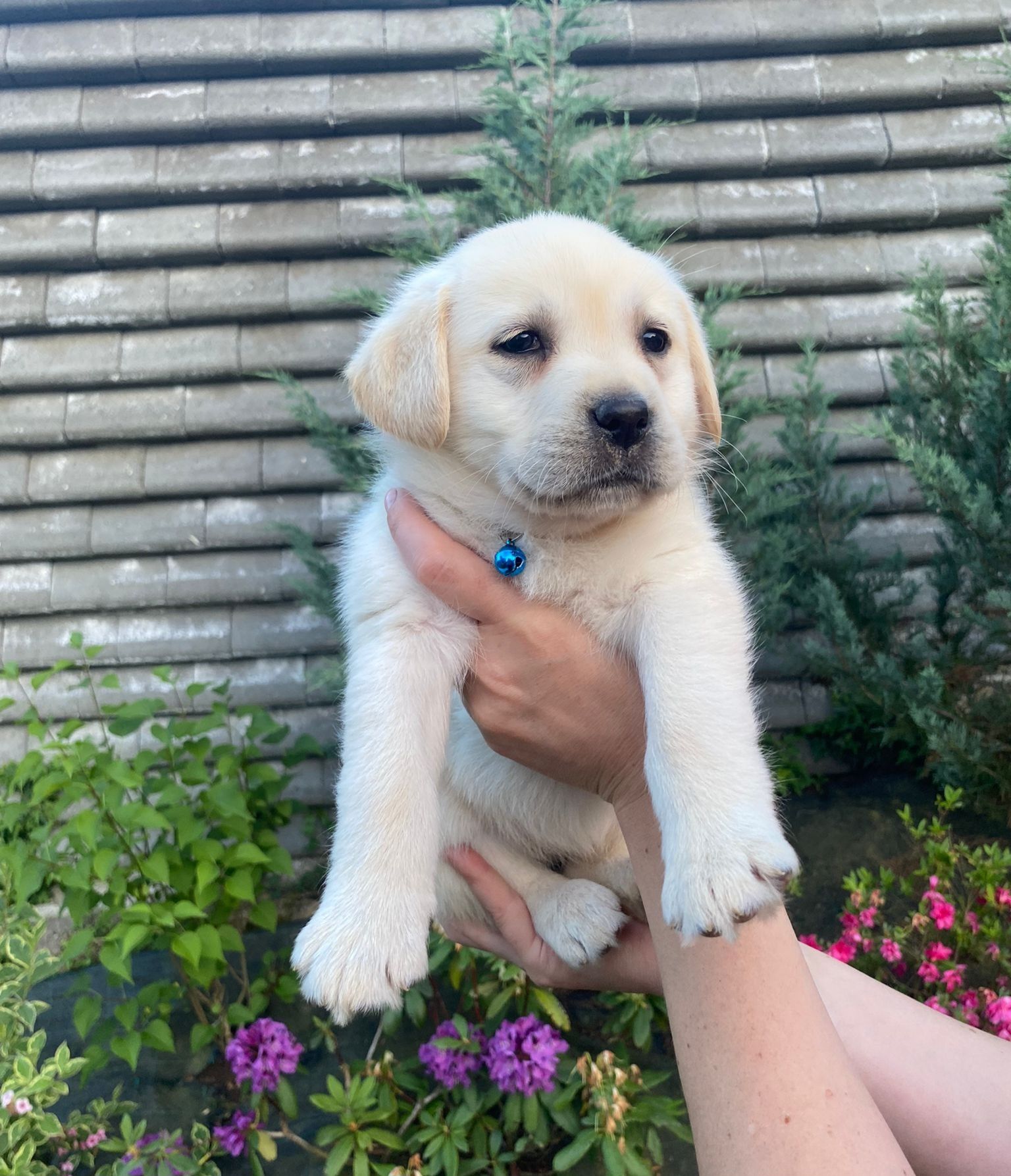 Femela -Pui Labrador Retriever cu Pedigree de Tip A