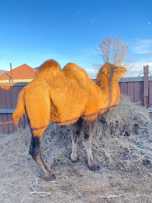 Ұрғашы тайлақ сатылады 450 000