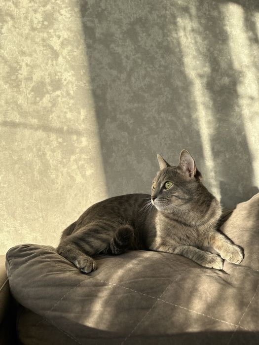 Отдам кота в хорошие руки