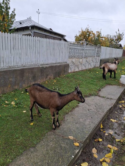 Capre Rasa Alpina Franceza