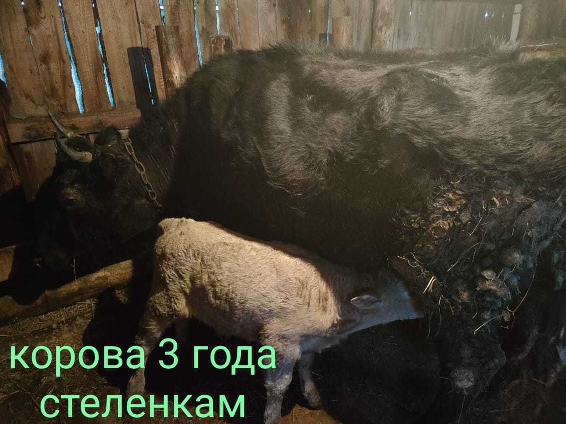 продам КРС оптом