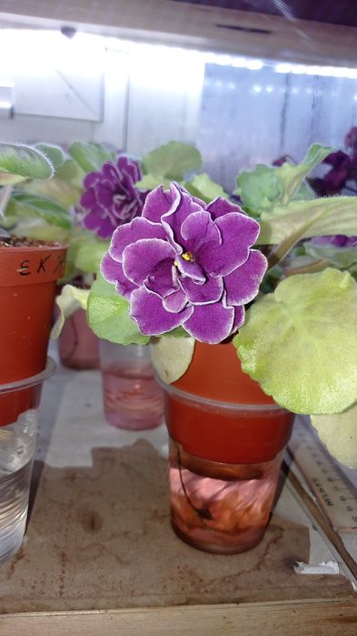 Fiyalka gullari sotuvda bor